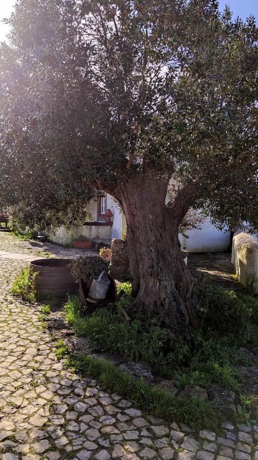 Вілла Ancos Little House -Sintra Countryside- Montelavar Екстер'єр фото